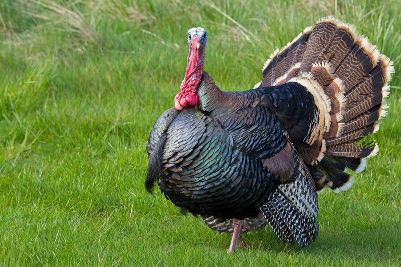 Turkey Walking in Field 