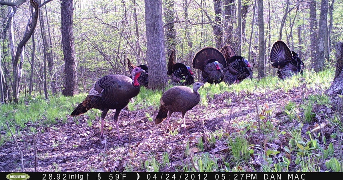 Turkeys Caught on Moultrie Trail Camera 