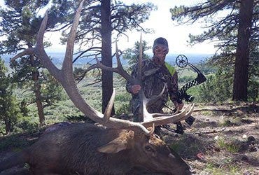 Bull Elk Harvested by Man in Colorado 