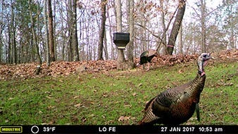 Turkey Caught on Moultrie Game Camera 