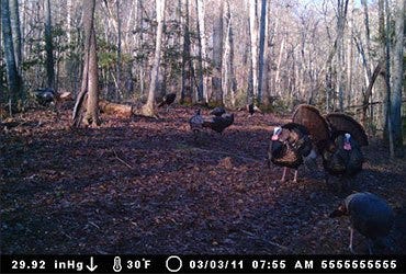 Turkeys Captured on Game Camera