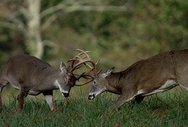 Whitetail Deer Fighting 