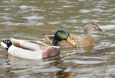 Mallard Drake and Hen