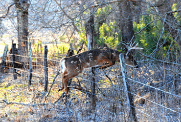 Whitetail Deer Jumping Over Fence 