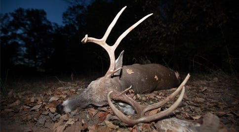 Large Buck Laying on the Ground at Night 