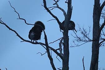 Two Turkeys Roosting