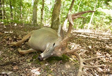 Whitetail Deer Laying On the Ground