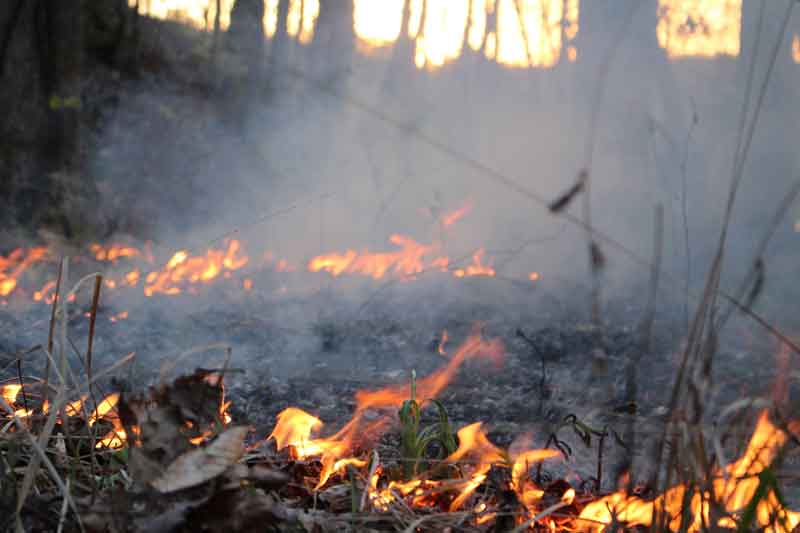 Burning Grass 