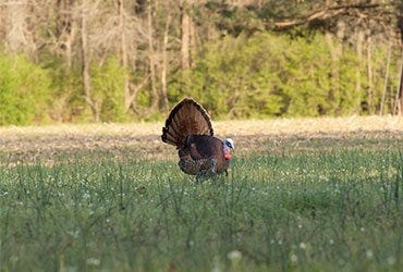 Turkey Hunting