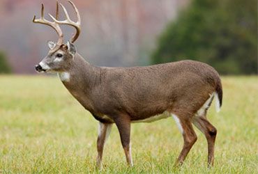 Whitetail Deer