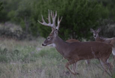 Whitetail Deer Running in Field 