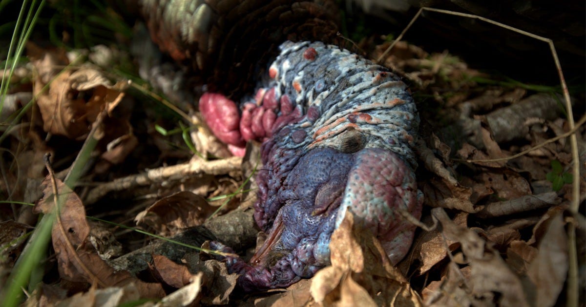 Harvested Turkey Laying on Ground 