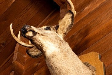 Whitetail Deer Mounted on Wall