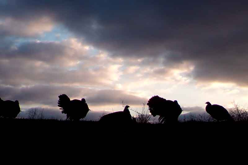 Turkeys Pictured at Dusk 