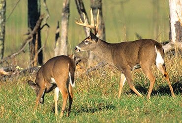 Two Whitetail Deer, One Buck and One Doe