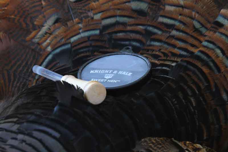 Turkey Pot Call Laying ontop of Turkey Feathers 