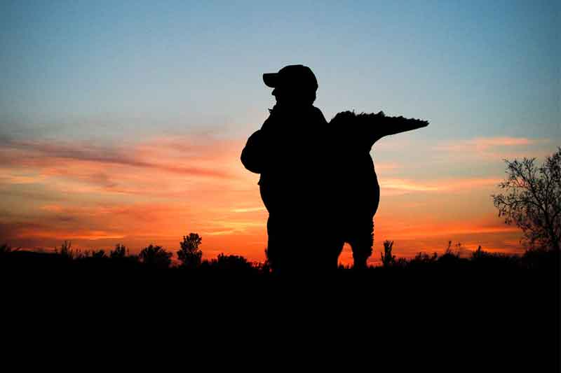 Hunter Carrying Harvested Turkey at Sunset