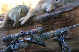 Rifle and Harvested Coyotes 