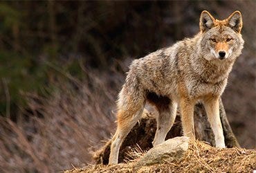 Coyote Watching Prey 