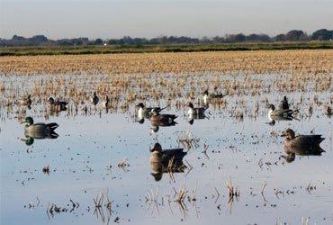 Waterfowl in Flooded Field 