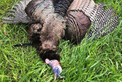 Late season turkey tactics